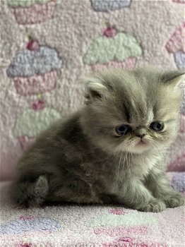 Prachtige Perzische kittens - 3