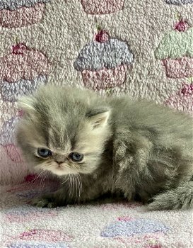 Prachtige Perzische kittens - 4