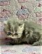 Prachtige Perzische kittens - 4 - Thumbnail