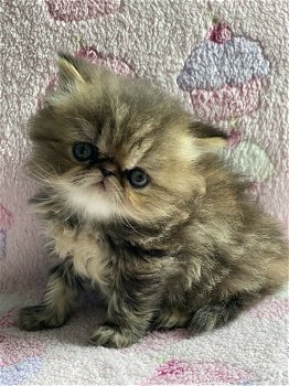 Prachtige Perzische kittens - 5