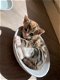 Rasechte Bengaalse katten op zoek naar hun eeuwige thuis - 0 - Thumbnail