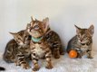 Rasechte Bengaalse katten op zoek naar hun eeuwige thuis - 1 - Thumbnail
