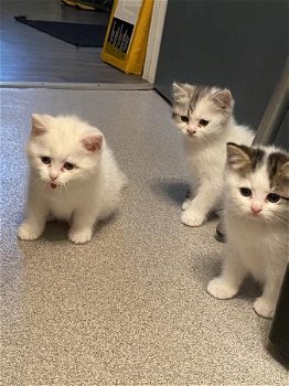 Chinchilla Perzische kittens te koop - 0