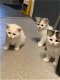 Chinchilla Perzische kittens te koop - 0 - Thumbnail