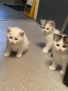 Chinchilla Perzische kittens te koop