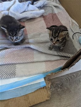 Gedeeltelijk Bengaalse kittens - 2