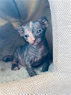 Canadese Sphynx-kittens (kattenbak getraind)