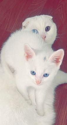 Zuiver witte kittens