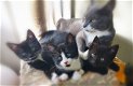 zwart wit kitten te koop - 0 - Thumbnail