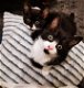 zwart wit kitten te koop - 1 - Thumbnail