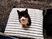 zwart wit kitten te koop - 2 - Thumbnail