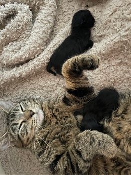 3 prachtige kittens - 0
