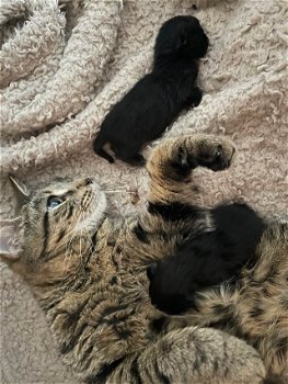 3 prachtige kittens - 1