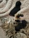 3 prachtige kittens - 1 - Thumbnail