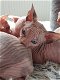 KAARLOZE SPHYNX KATJES MET BLAUWE OGEN. TICA GEREGISTREERD - 1 - Thumbnail