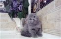 Gccf Brits korthaar kittens, Brits korthaar - 0 - Thumbnail