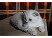 Gccf Brits korthaar kittens, Brits korthaar - 1 - Thumbnail