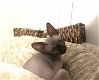 kittens, Sphynx - 0 - Thumbnail