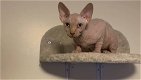 kittens, Sphynx - 1 - Thumbnail