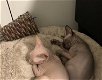 kittens, Sphynx - 2 - Thumbnail