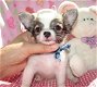 chihuahua puppies - 0 - Thumbnail