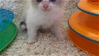 Ragdoll Kittens, Ragdoll - 1 - Thumbnail