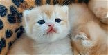 GOUDEN PAW CATTERY, Brits korthaar - 0 - Thumbnail