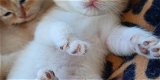 GOUDEN PAW CATTERY, Brits korthaar - 2 - Thumbnail