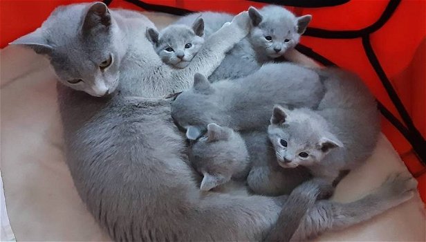 Russisch blauwe kittens, Russisch blauw - 0