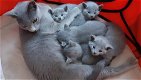 Russisch blauwe kittens, Russisch blauw - 0 - Thumbnail