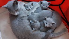 Russisch blauwe kittens, Russisch blauw