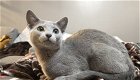 Russisch blauwe kittens, Russisch blauw - 1 - Thumbnail