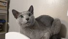 Russisch blauwe kittens, Russisch blauw - 2 - Thumbnail