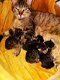 Kittens te koop - 0 - Thumbnail