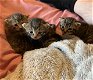Kittens te koop - 2 - Thumbnail