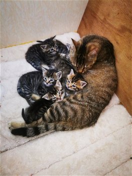 Onderdeel Bengel Klaar in 4 weken - 2