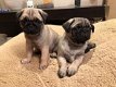 Prachtige pug-puppy's nu klaar - 0 - Thumbnail