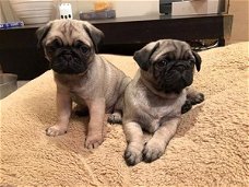 Prachtige pug-puppy's nu klaar