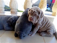 Chunky Shar Pei-puppy's