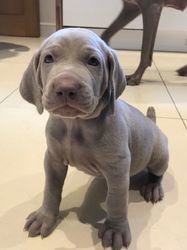 Weimaraner-pups - 0