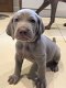 Weimaraner-pups - 0 - Thumbnail