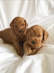 Cockapoo-puppy's