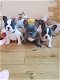 Schattige Franse Bulldog-puppy's - 0 - Thumbnail