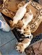 Gratis Jack Russell-puppy's - 0 - Thumbnail