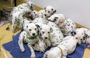 Dalmatische puppy's beschikbaar - 0
