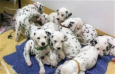 Dalmatische puppy's beschikbaar