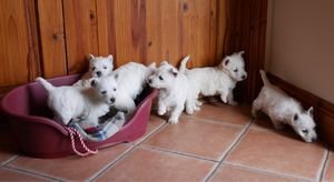 Prachtige West Highland Terrier-puppy's - 0
