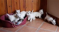 Prachtige West Highland Terrier-puppy's