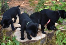 Labrador Pups