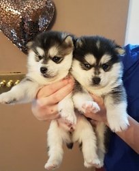 Pomsky-puppy's - 0